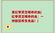 用红枣灵芝喂养的虫(红枣灵芝喂养的虫：一种新型养生食品！)