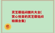 灵芝蘑菇闷图片大全(赏心悦目的灵芝蘑菇闷拍摄合集)