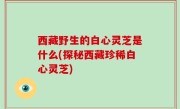 西藏野生的白心灵芝是什么(探秘西藏珍稀白心灵芝)