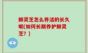 鲜灵芝怎么养活的长久呢(如何长期养护鲜灵芝？)