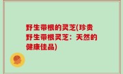 野生带根的灵芝(珍贵野生带根灵芝：天然的健康佳品)