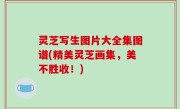 灵芝写生图片大全集图谱(精美灵芝画集，美不胜收！)