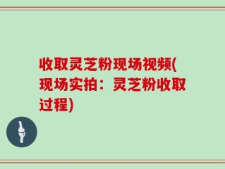 收取灵芝粉现场视频(现场实拍：灵芝粉收取过程)
