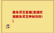 鹿角灵芝直播(直播挖掘鹿角灵芝神秘功效！)