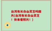 台湾有长白山灵芝吗图片(台湾有长白山灵芝！快来看照片！)