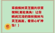 采摘枫树灵芝图片欣赏视频(美轮美奂！让你瞬间沉浸的锦秋枫树与灵芝画面，看得心旷神怡！)