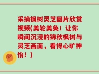 采摘枫树灵芝图片欣赏视频(美轮美奂！让你瞬间沉浸的锦秋枫树与灵芝画面，看得心旷神怡！)