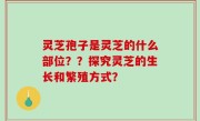 灵芝孢子是灵芝的什么部位？？探究灵芝的生长和繁殖方式？