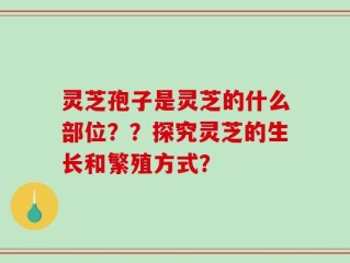 灵芝孢子是灵芝的什么部位？？探究灵芝的生长和繁殖方式？