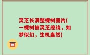 灵芝长满整棵树图片(一棵树被灵芝缭绕，如梦似幻，生机盎然)