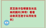 灵芝孢子在哪里生长出来的图片(神奇！看看这些灵芝孢子从何处生长)