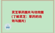 灵芝草药图片与功效图(了解灵芝：草药的功效与图片)
