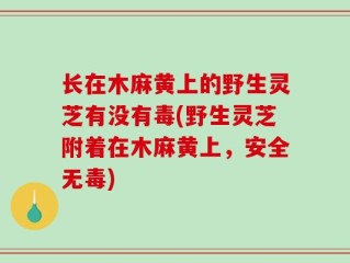 长在木麻黄上的野生灵芝有没有毒(野生灵芝附着在木麻黄上，安全无毒)