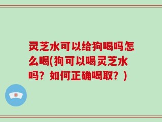 灵芝水可以给狗喝吗怎么喝(狗可以喝灵芝水吗？如何正确喝取？)