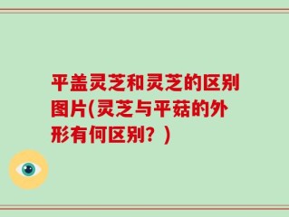 平盖灵芝和灵芝的区别图片(灵芝与平菇的外形有何区别？)