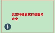 灵芝种植真实行情图片大全