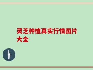 灵芝种植真实行情图片大全
