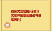 四川灵芝猪图片(四川灵芝养殖基地展示可爱猪照片)