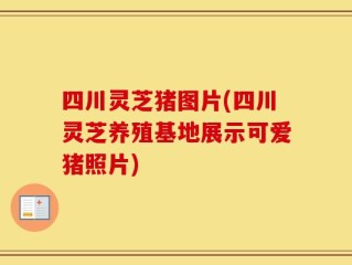 四川灵芝猪图片(四川灵芝养殖基地展示可爱猪照片)