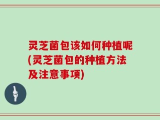 灵芝菌包该如何种植呢(灵芝菌包的种植方法及注意事项)