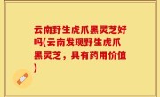 云南野生虎爪黑灵芝好吗(云南发现野生虎爪黑灵芝，具有药用价值)