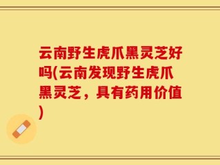 云南野生虎爪黑灵芝好吗(云南发现野生虎爪黑灵芝，具有药用价值)