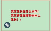 灵芝生长在什么树下(灵芝寄生在哪种树木上生长？)