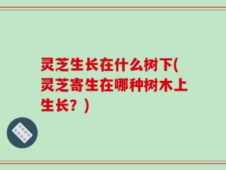 灵芝生长在什么树下(灵芝寄生在哪种树木上生长？)