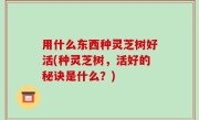 用什么东西种灵芝树好活(种灵芝树，活好的秘诀是什么？)