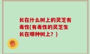 长在什么树上的灵芝有毒性(有毒性的灵芝生长在哪种树上？)