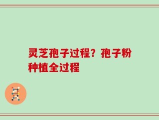 灵芝孢子过程？孢子粉种植全过程
