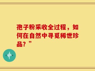 孢子粉采收全过程，如何在自然中寻觅稀世珍品？”