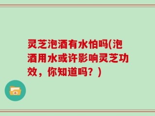 灵芝泡酒有水怕吗(泡酒用水或许影响灵芝功效，你知道吗？)