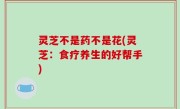 灵芝不是药不是花(灵芝：食疗养生的好帮手)