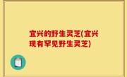 宜兴的野生灵芝(宜兴现有罕见野生灵芝)