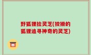 野狐狸捡灵芝(狡猾的狐狸追寻神奇的灵芝)