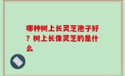 哪种树上长灵芝孢子好？树上长像灵芝的是什么