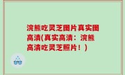 浣熊吃灵芝图片真实图高清(真实高清：浣熊高清吃灵芝照片！)