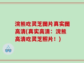 浣熊吃灵芝图片真实图高清(真实高清：浣熊高清吃灵芝照片！)