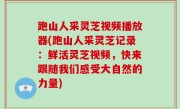 跑山人采灵芝视频播放器(跑山人采灵芝记录：鲜活灵芝视频，快来跟随我们感受大自然的力量)