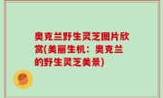 奥克兰野生灵芝图片欣赏(美丽生机：奥克兰的野生灵芝美景)