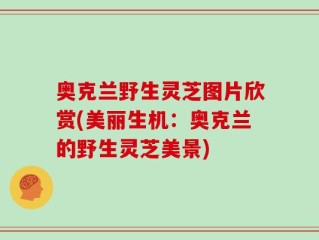 奥克兰野生灵芝图片欣赏(美丽生机：奥克兰的野生灵芝美景)