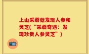 上山采蘑菇发现人参和灵芝(“采蘑奇遇：发现珍贵人参灵芝”)