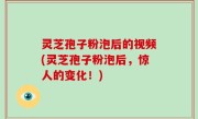 灵芝孢子粉泡后的视频(灵芝孢子粉泡后，惊人的变化！)