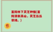 富阳林下灵芝种植(富阳清新高山，灵芝丛丛翠绿。)