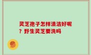 灵芝孢子怎样清洁好呢？野生灵芝要洗吗