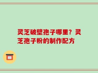 灵芝破壁孢子哪里？灵芝孢子粉的制作配方