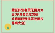 藏区野生老灵芝图片大全(珍贵老灵芝赏析：珍藏藏区野生灵芝图片养眼大全)