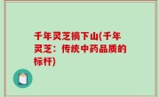 千年灵芝摘下山(千年灵芝：传统中药品质的标杆)