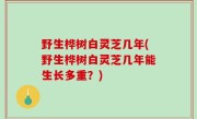 野生桦树白灵芝几年(野生桦树白灵芝几年能生长多重？)